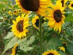 -北京东方普罗旺斯薰衣草庄园