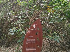 -华侨城湿地公园