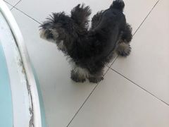 -怪兽屋·羊驼·猫咖·狗咖(俊华广场店)