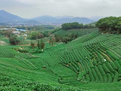 -龙坞茶村