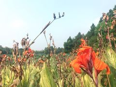 -艾溪湖湿地公园