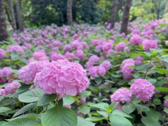 -上海滨江森林公园