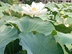 -莲池书院博物馆