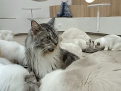 -瞄一喵猫咖(格力海岸店)