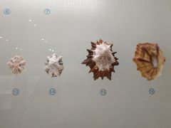 -青岛贝壳博物馆