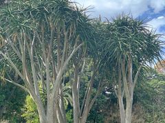 -墨尔本皇家植物园