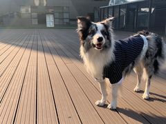 -百好乐宠物友好餐厅(朝外大街店)