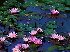 -国家植物园南园