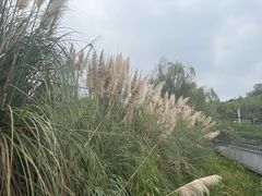 -白鹭湾湿地公园