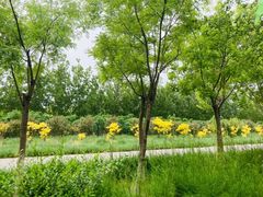 -西青郊野公园
