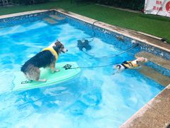 -汪说喵讲宠物乐园宠物酒店(红星美凯龙店)