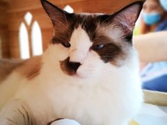 -Umiao与猫咖啡 猫咖