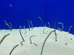 -上海海洋水族馆