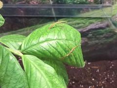 -上海大自然野生昆虫馆(东方明珠·爬宠昆虫探索中心)