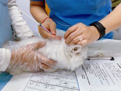 -博特宠物医院24h犬猫全科.骨科·异宠