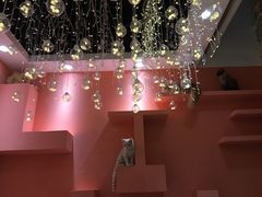 -藏猫猫咖啡主题馆(中央大道店)