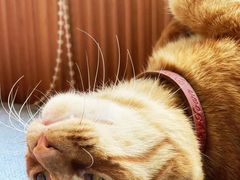 -芭比堂动物医院·犬猫全科·异宠专科(雁塔分院)