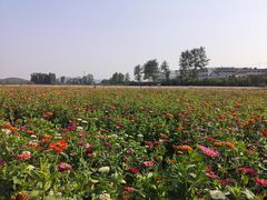 -北京索菲亚花海影视基地