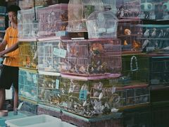 -桂林市花鸟市场