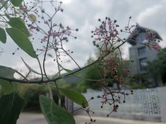 -鹫峰国家森林公园