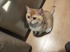 -猫腻·猫咖·撸猫馆(星光大道店)