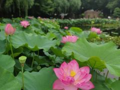 -陈家山荷花公园