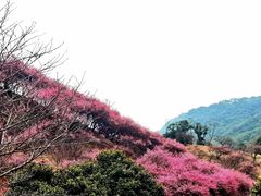 -新建村梅花