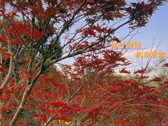 -广州市帽峰山景区