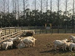 -前小桔亲子创意农场·草莓采摘·露营烧烤