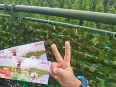 -黄海国家森林公园