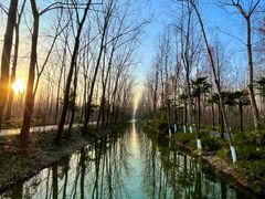 -合肥滨湖国家森林公园