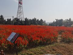 -羊亭河湿地公园