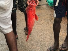 景点-尼甘布海鲜市场