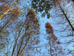 -桤木河湿地公园