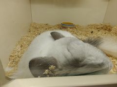 -龙猫仔乐园(惠福东路店)