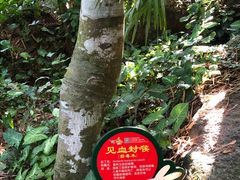 -呀诺达热带雨林