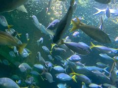 -上海海洋水族馆