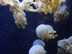 -西雅图水族馆