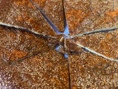 -清真明德斋茶餐厅民族饭店(北京街店)