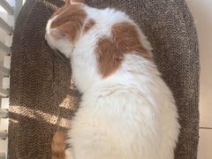 -平行世界·猫咖(首经贸店)