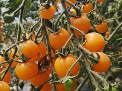 -杨柳青园艺科技博览园