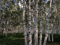 -乌兰布统景区-白桦林