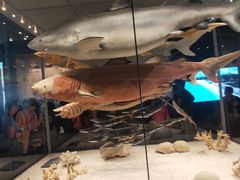 -贝林大翅鲸简餐厅(国家海洋博物馆店)