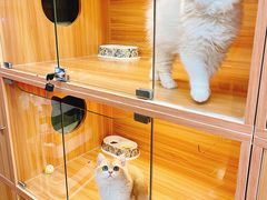 -猫十亿·布偶金渐层·曼基康矮脚猫舍(青年路店)