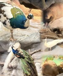 -Zoolung Zoolung动物主题公园(海信广场店)