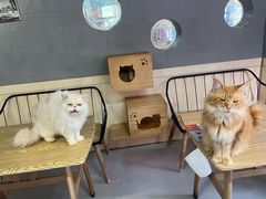 -豆逗聊愈猫阁Easy Life