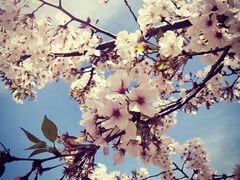-南汇桃花村