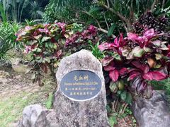 -中国科学院西双版纳热带植物园