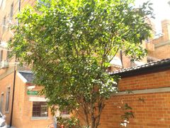 -静安别墅