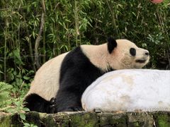 -广州长隆野生动物世界